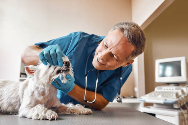 Best Emergency Root Canal Treatment in Cole Camp, MO